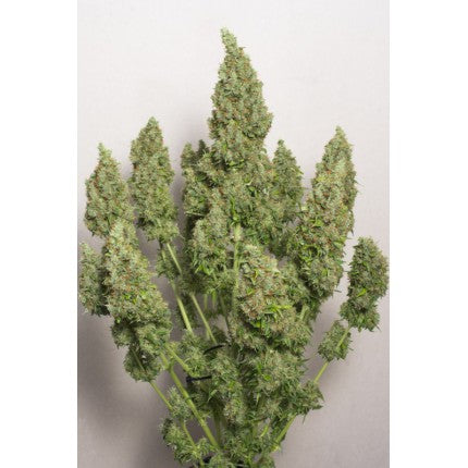 Auto Mazar - Dutch Passion pack x 3