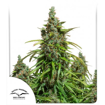 Auto Mazar - Dutch Passion pack x 3