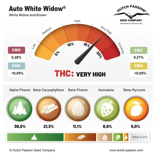 Auto White Widow® - Dutch Passion pack x 3
