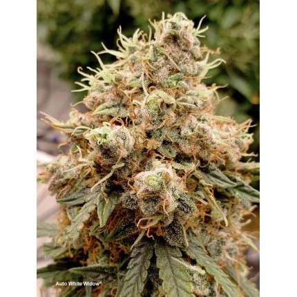 Auto White Widow® - Dutch Passion pack x 3