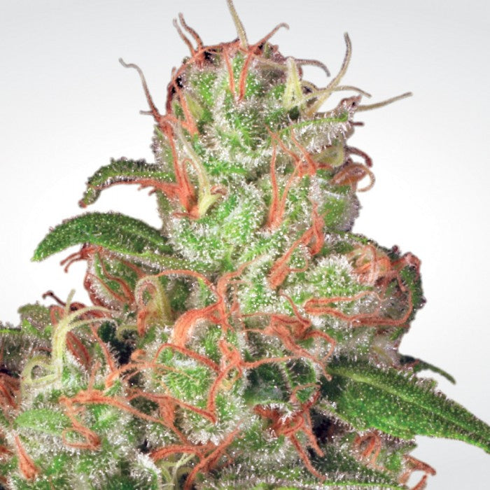 Auto Acid - Paradise Seeds Pack x 3