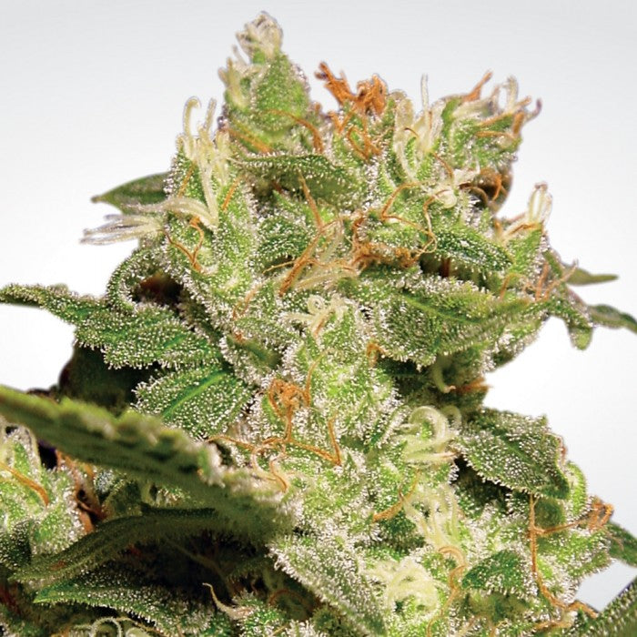 Auto Jack - Paradise Seeds Pack x 3