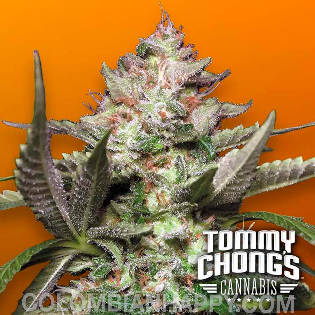 THC 16-20%  Indica/Sativa Ratio 60% Indica / 40% Sativa  Effect/Buzz Euphoric, Powerful  Smell/Taste Lemon, Sweet  Yield Outdoor (GR/PP) 100+ Gr  Yield Indoor (gr/m2) 450 Gr