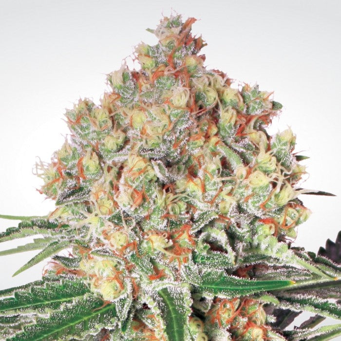 Auto Wappa - Paradise Seeds Pack x 3