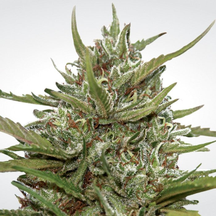 THC 15-19%  CBD 0.1%  Indica/Sativa Ratio 80% Indica / 20% Sativa  Flowering Time Indoor 63 Days  Autoflowering OutdoorFloweringTime 65 Days  Effect/Buzz Mild to strong relaxing  Smell/Taste Sweet berries and pungent  Yield Outdoor (GR/PP) 50+ Gr  Yield Indoor (gr/m2) 350 Gr