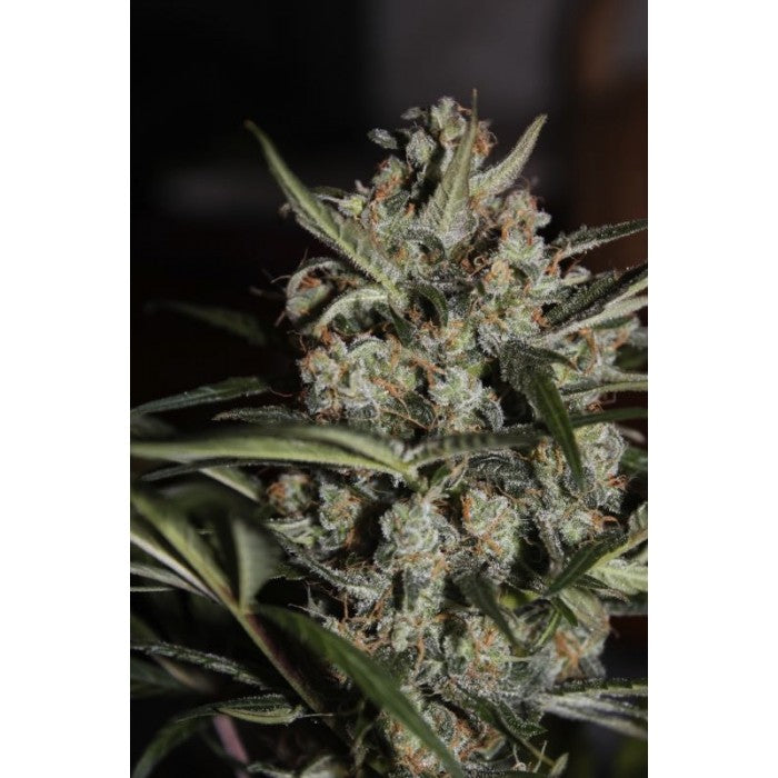 THC 15-19%  CBD 0.1%  Indica/Sativa Ratio 80% Indica / 20% Sativa  Flowering Time Indoor 63 Days  Autoflowering OutdoorFloweringTime 65 Days  Effect/Buzz Mild to strong relaxing  Smell/Taste Sweet berries and pungent  Yield Outdoor (GR/PP) 50+ Gr  Yield Indoor (gr/m2) 350 Gr