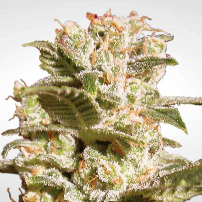 THC 18-22%  CBD 0.1%  Indica/Sativa Ratio 40% Indica / 60% Sativa  Flowering Time Indoor 60 Days  Harvest Month (n.L) Mid October  Harvest Month (s.L) Mid April  Effect/Buzz Trippy  Smell/Taste Fruity, Pungent  Yield Outdoor (GR/PP) 800 Gr  Yield Indoor (gr/m2) 450 Gr