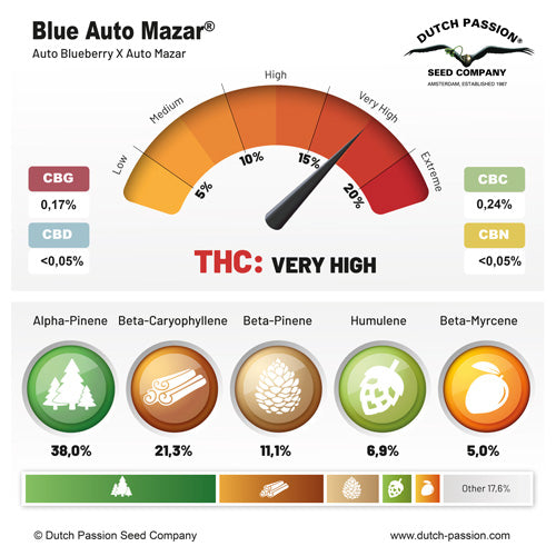 Bubble Gum X Blueberry Indica Dominante Interior/Exterior Period de Floración: 60 días (2 meses) Rendimiento: XL THC: Muy alto (23%) Sabor: Frutal Efecto: Relajante