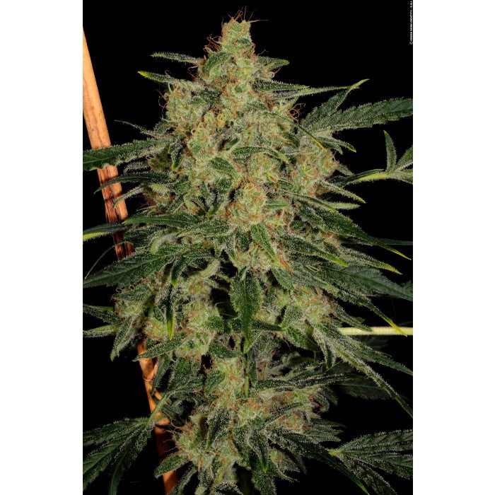 Nebula II Feminizada CBD 1:1 - Paradise Seeds Pack x 3