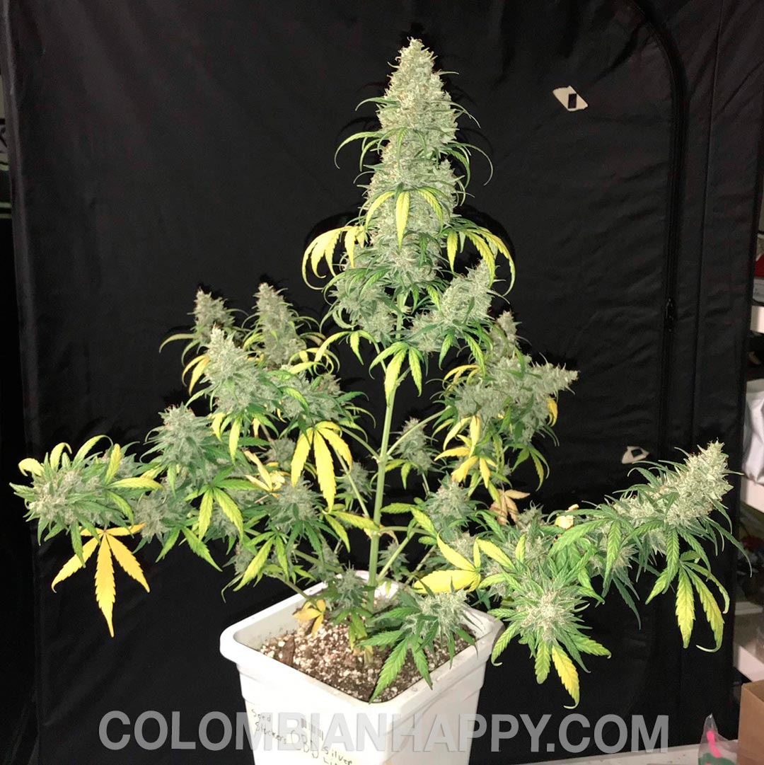 Autofloreciente Cruce: CBD Skunk Haze con Auto Amnesia Sativa Dominante Interior/Exterior Ciclo de vida: 85 días Rendimiento: XXL CBD:THC=  9% (1:1) Sabor: cítrico lima-limón Efecto: Relajante, Happy Chill
