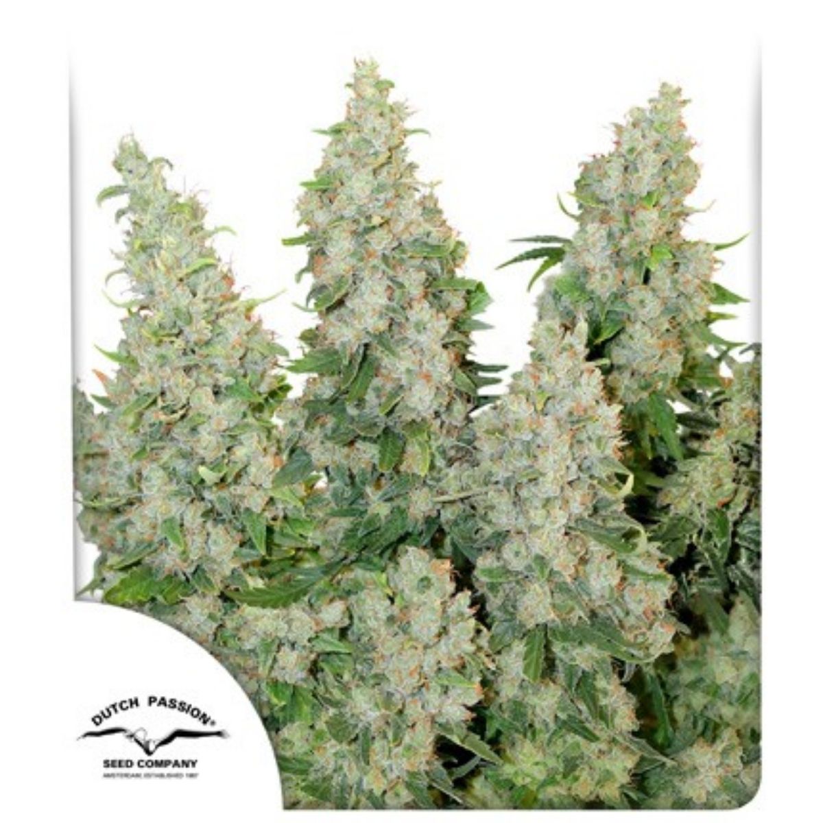 Tamaño: XXL Predominancia: Sativa Classics Indoor Outdoor THC: Muy Alto