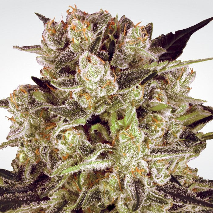 THC 5-9%  CBD 8-12%  Indica/Sativa Ratio 90% Indica / 10% Sativa  Flowering Time Indoor 55 Days  Harvest Month (n.L) Early October  Harvest Month (s.L) Early April  Effect/Buzz Relaxation of mind and body, pain relief. Strong medical properties.  Smell/Taste Hash, spicy, complex  Yield Outdoor (GR/PP) 500 Gr  Yield Indoor (gr/m2) 400 Gr