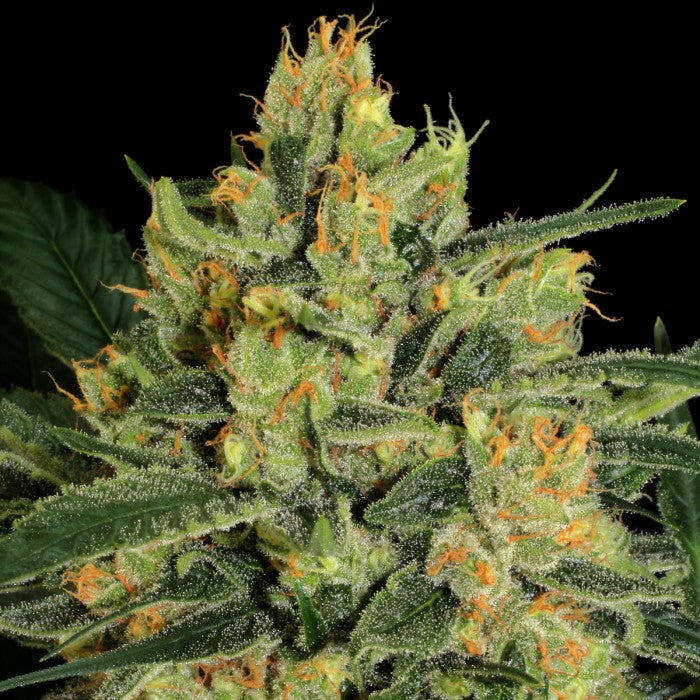 THC 5-9%  CBD 8-12%  Indica/Sativa Ratio 90% Indica / 10% Sativa  Flowering Time Indoor 55 Days  Harvest Month (n.L) Early October  Harvest Month (s.L) Early April  Effect/Buzz Relaxation of mind and body, pain relief. Strong medical properties.  Smell/Taste Hash, spicy, complex  Yield Outdoor (GR/PP) 500 Gr  Yield Indoor (gr/m2) 400 Gr