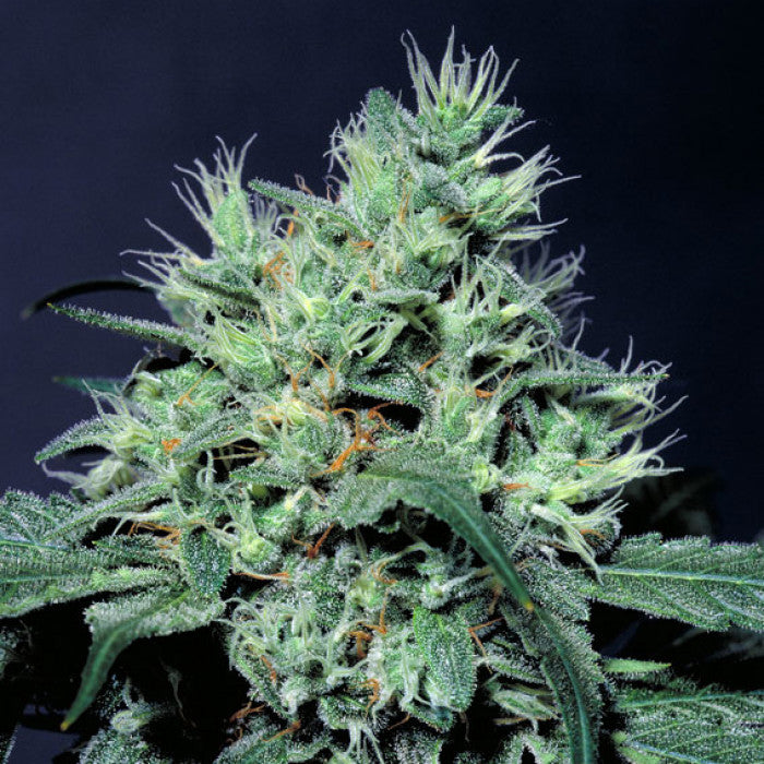 THC: 17-21% CBD: 0.1% 75% Sativa 25% Indica Tiempo: 65 días Efecto: Relajación Sabor: Dulce, Sabroso
