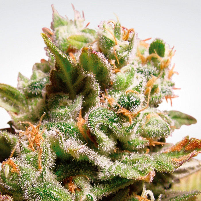 THC: 17-21% CBD: 0.1% 75% Sativa 25% Indica Tiempo: 65 días Efecto: Relajación Sabor: Dulce, Sabroso