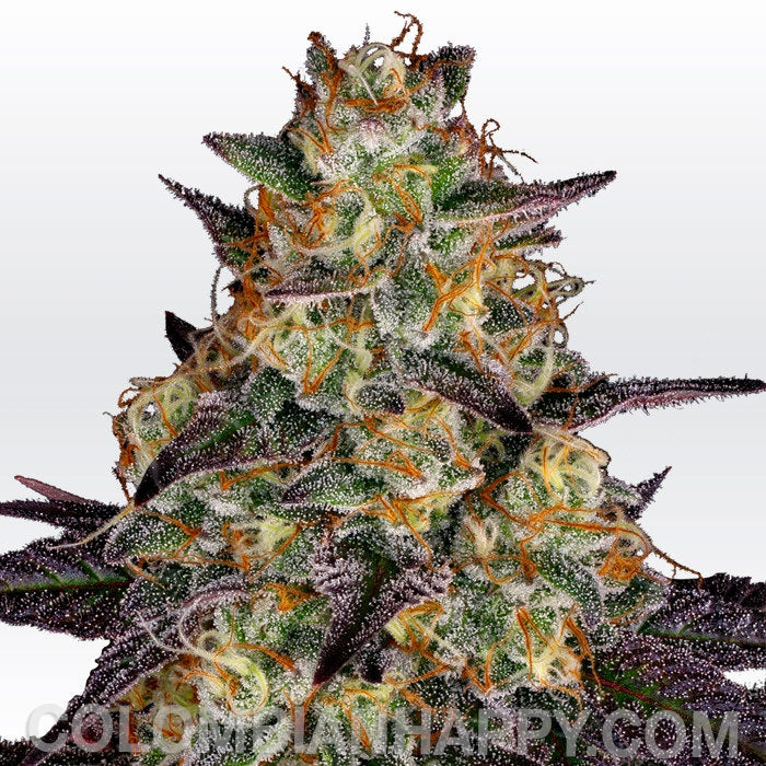 El Dorado OG Feminizada - Paradise Seeds Pack x 3