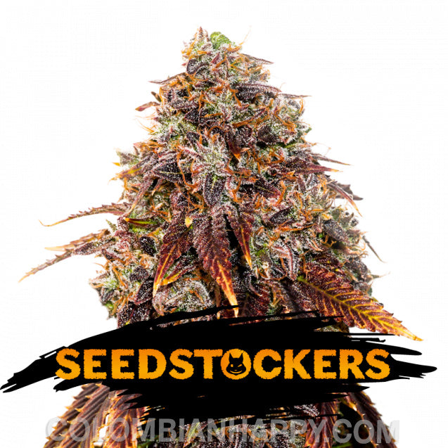 Gelato 41 Feminizada - Seed Stockers - Pack x 3