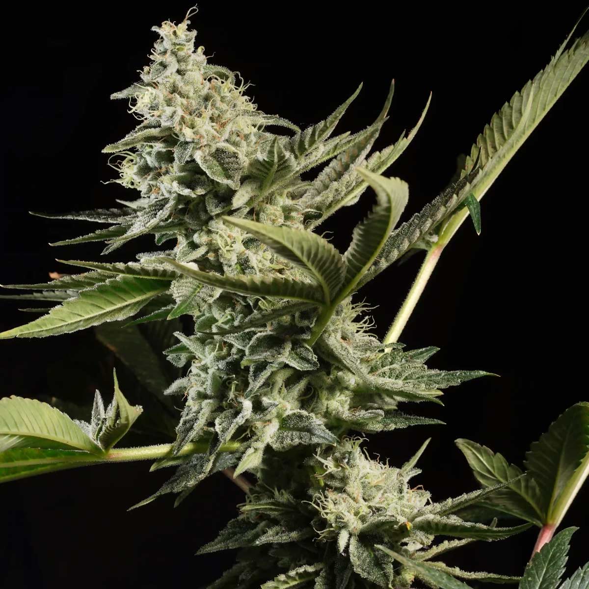 Predominancia: 60% Indica 40% Sativa Rendimiento : 500 Gr THC: 18-22% CBD: < 0.1% Sabor: Acre y una dulce Gelato Efecto: Relajación, Social Floración: 56 días
