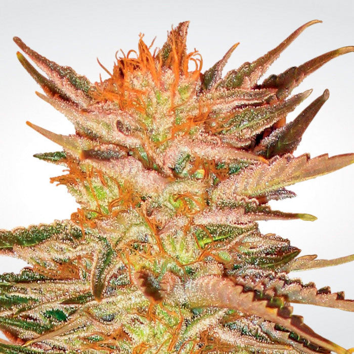 Cremosa como la vainilla y cargada de tricomas, este Ferrari de las plantas llega con un pedigrí Índica súper fuerte y un potente aroma a la Skunk de siempre.  Copas cannabicas:  3er puesto: Highlife Cannabis Cup Amsterdam 2008 (Bio Category) 2do puesto: Highlife Cannabis Cup Amsterdam 2009 (Bio Category)