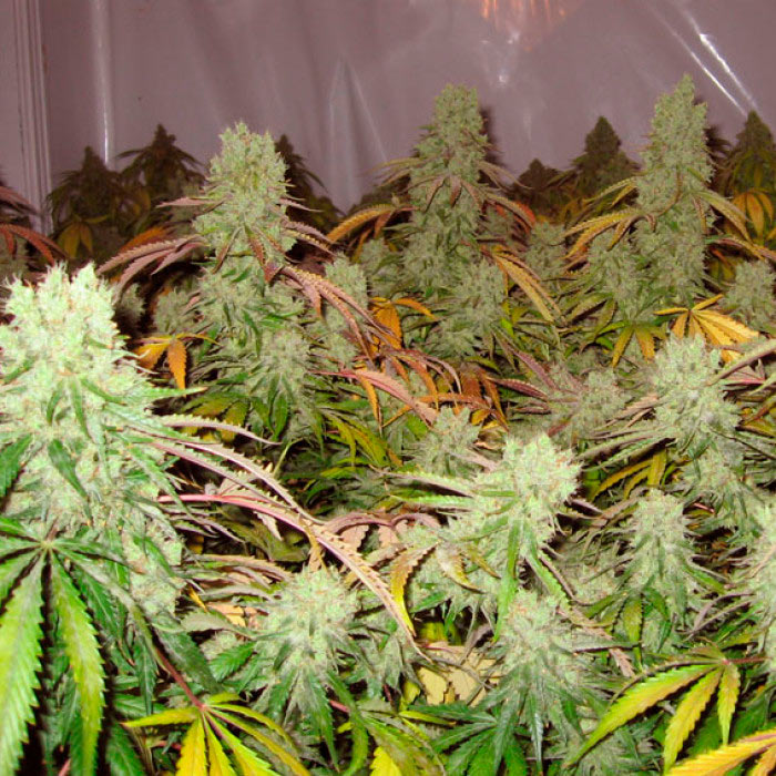 Cremosa como la vainilla y cargada de tricomas, este Ferrari de las plantas llega con un pedigrí Índica súper fuerte y un potente aroma a la Skunk de siempre.  Copas cannabicas:  3er puesto: Highlife Cannabis Cup Amsterdam 2008 (Bio Category) 2do puesto: Highlife Cannabis Cup Amsterdam 2009 (Bio Category)