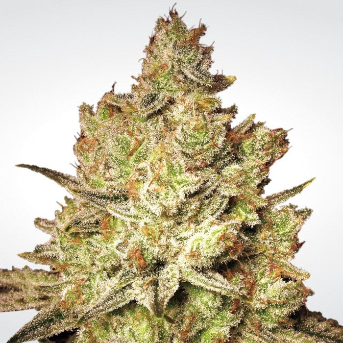 Sativa Champions - Paradise Seeds Pack x 6