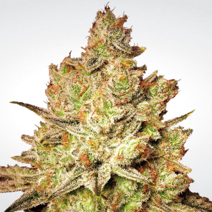 Jacky White Feminizada - Paradise Seeds Pack x 3
