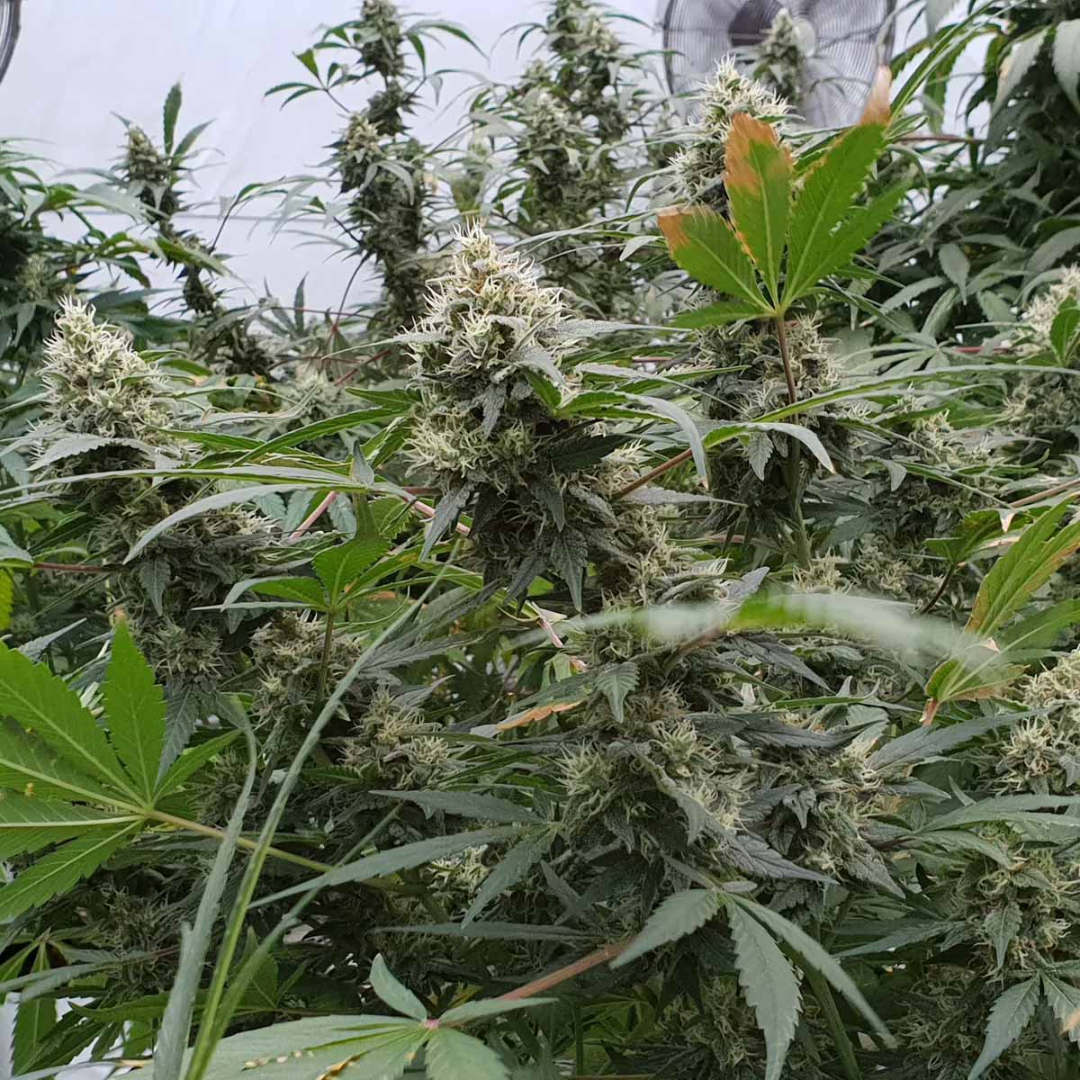 dominancia: 60% Sativa 40% Indica Rendimiento : 500 Gr THC: 20-24% Sabor: Agrio, Dulce Efecto: Creativa, Social Floración: 75 días