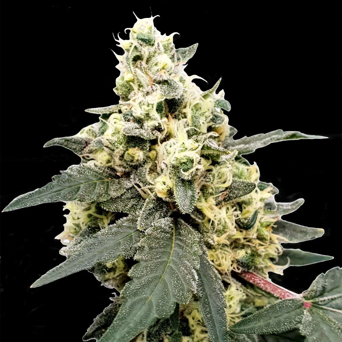 dominancia: 60% Sativa 40% Indica Rendimiento : 500 Gr THC: 20-24% Sabor: Agrio, Dulce Efecto: Creativa, Social Floración: 75 días