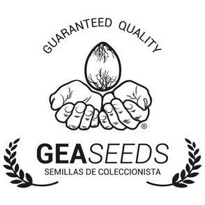 Northern Kush Feminizada - Geaseeds