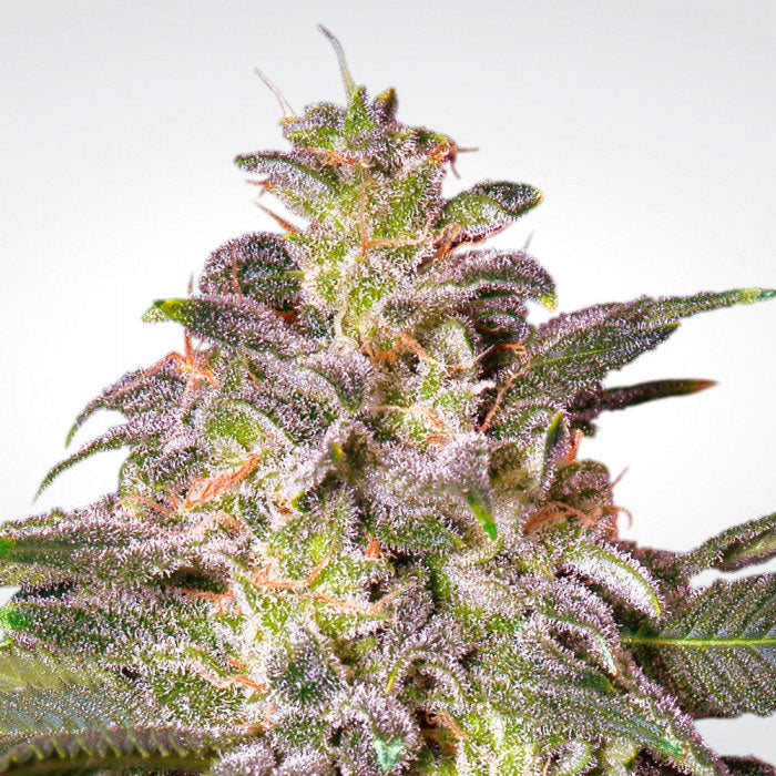 THC 16-20%  CBD 0.1%  Indica/Sativa Ratio 50% Indica / 50% Sativa  Flowering Time Indoor 56 Days  Harvest Month (n.L) Mid October  Harvest Month (s.L) Mid April  Effect/Buzz Pleasant Sativa-Indica high  Smell/Taste Floral, Aromatic  Yield Outdoor (GR/PP) 500 Gr