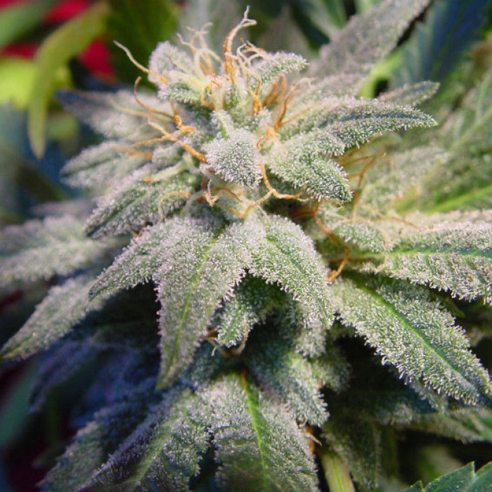 THC 16-20%  CBD 0.1%  Indica/Sativa Ratio 50% Indica / 50% Sativa  Flowering Time Indoor 56 Days  Harvest Month (n.L) Mid October  Harvest Month (s.L) Mid April  Effect/Buzz Pleasant Sativa-Indica high  Smell/Taste Floral, Aromatic  Yield Outdoor (GR/PP) 500 Gr