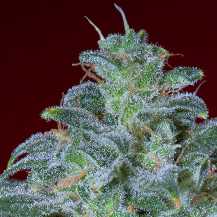 THC 16-20%  CBD 0.1%  Indica/Sativa Ratio 50% Indica / 50% Sativa  Flowering Time Indoor 56 Days  Harvest Month (n.L) Mid October  Harvest Month (s.L) Mid April  Effect/Buzz Pleasant Sativa-Indica high  Smell/Taste Floral, Aromatic  Yield Outdoor (GR/PP) 500 Gr