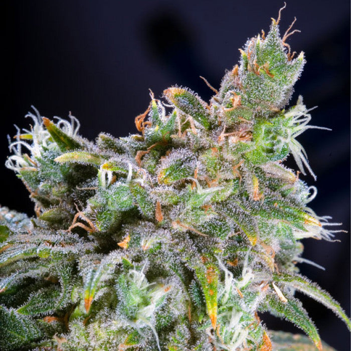 THC 16-20%  CBD 0.1%  Indica/Sativa Ratio 50% Indica / 50% Sativa  Flowering Time Indoor 56 Days  Harvest Month (n.L) Mid October  Harvest Month (s.L) Mid April  Effect/Buzz Pleasant Sativa-Indica high  Smell/Taste Floral, Aromatic  Yield Outdoor (GR/PP) 500 Gr