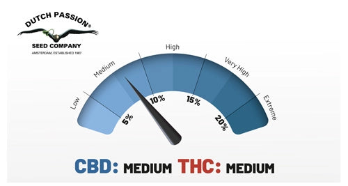 CBD Auto White Widow®- Dutch passion pack x 3CBD Auto White Widow®- Dutch passion pack x 3