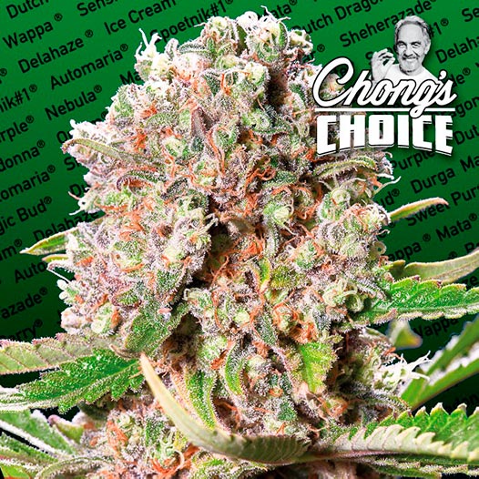 Mendocino Skunk (Tommy Chong's) - Paradise Seeds Pack x 3