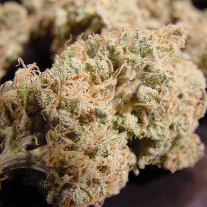 Nebula Feminizada - Paradise Seeds Pack x 3