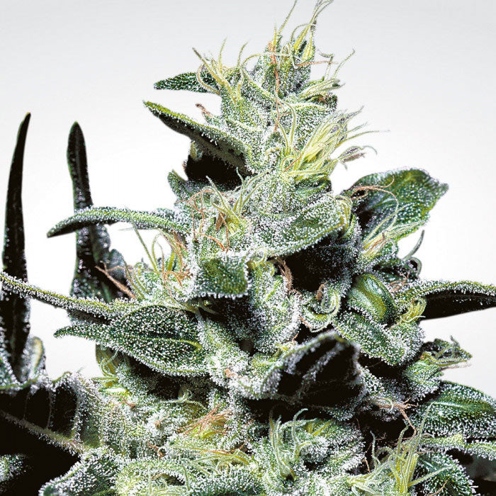 Nebula Feminizada - Paradise Seeds Pack x 3