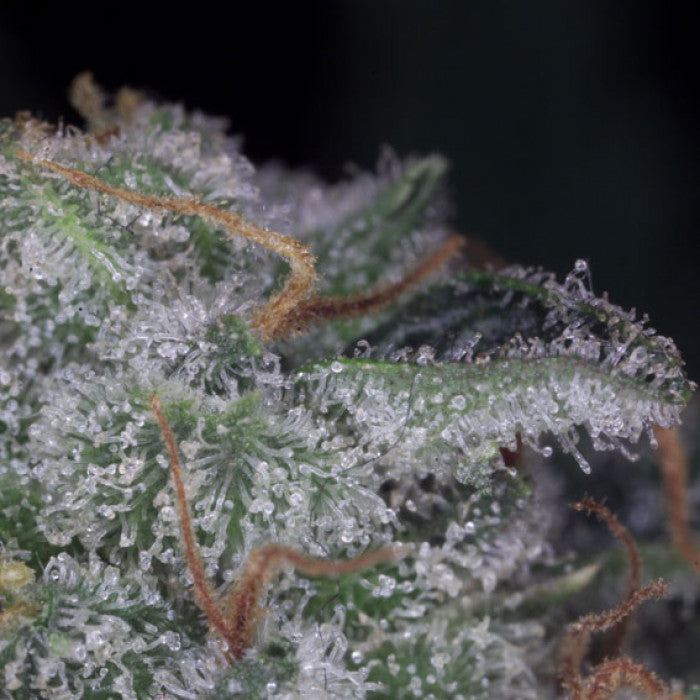 Nebula Feminizada - Paradise Seeds Pack x 3