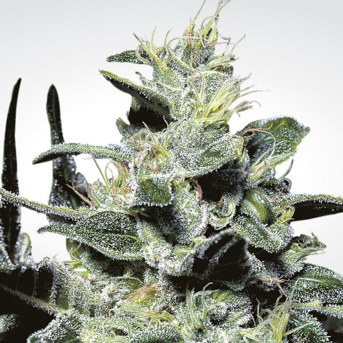 Sativa Champions - Paradise Seeds Pack x 6