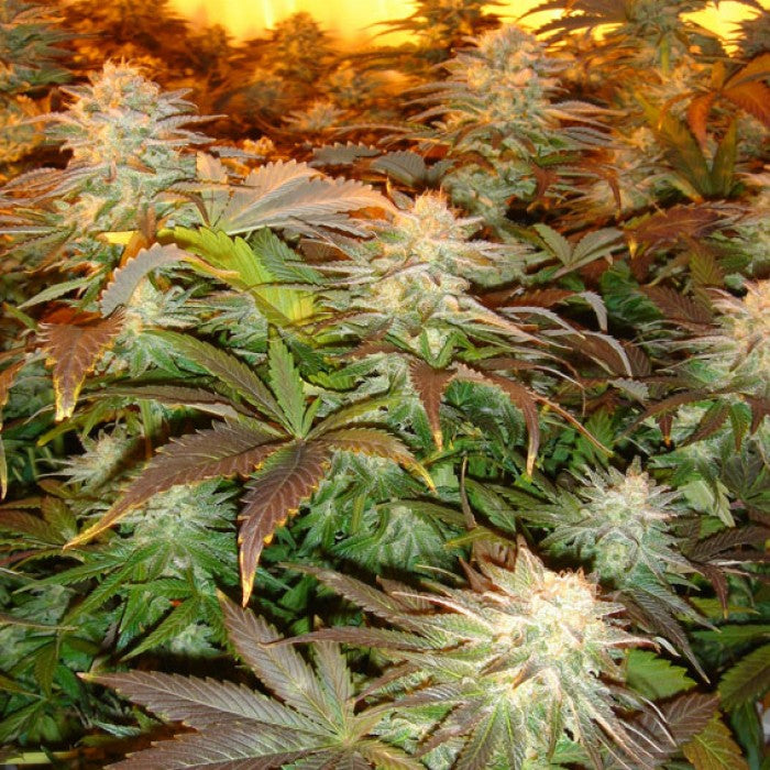 Opium Feminizada - Paradise Seeds Pack x 3