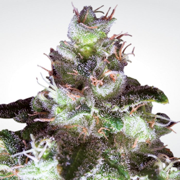 Original White Widow (IBL) Feminizada - Paradise Seeds Pack x 3