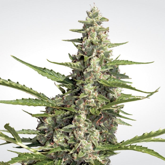 Pandora Autofloreciente - Paradise Seeds Pack x 3