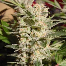 THC 18-22%  CBD 0.1%  Indica/Sativa Ratio 40% Indica / 60% Sativa  Flowering Time Indoor 60 Days  Harvest Month (n.L) Mid October  Harvest Month (s.L) Mid April  Effect/Buzz Trippy  Smell/Taste Fruity, Pungent  Yield Outdoor (GR/PP) 800 Gr  Yield Indoor (gr/m2) 450 Gr