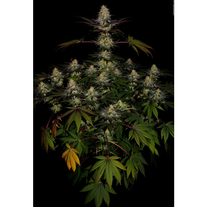 El Dorado OG Feminizada - Paradise Seeds Pack x 3