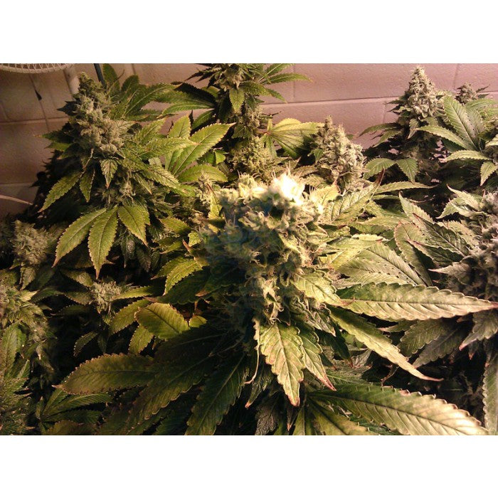 Acid Feminizada - Paradise Seeds Pack x 3