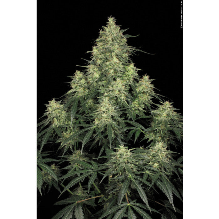 Atomical Haze - Paradise Seeds Pack x 3