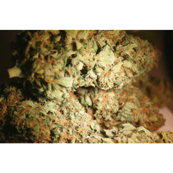 Atomical Haze - Paradise Seeds Pack x 3