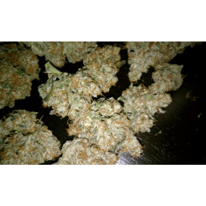 Auto Wappa - Paradise Seeds Pack x 3