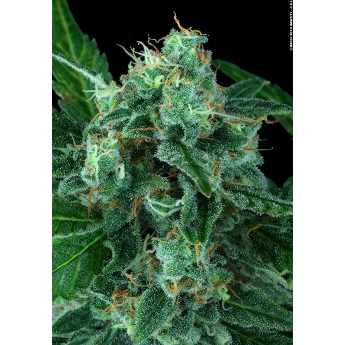 Auto Wappa - Paradise Seeds Pack x 3