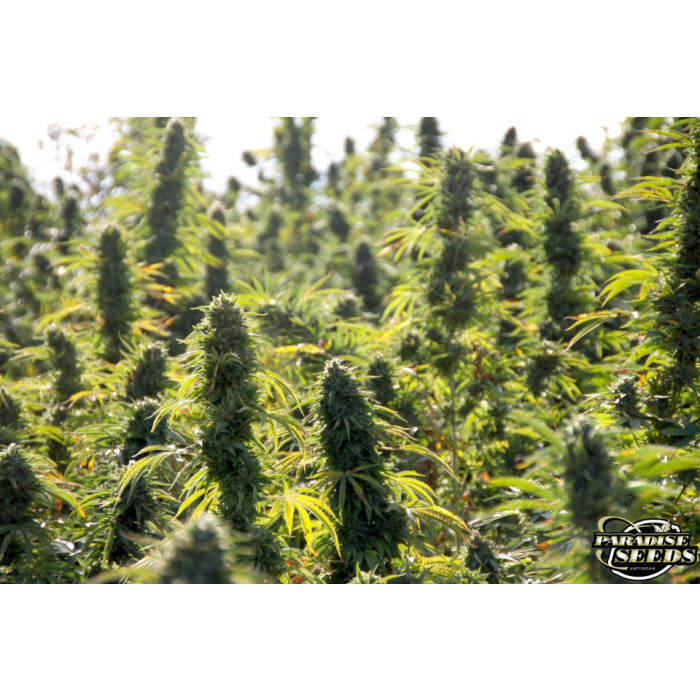 THC 18-22%  CBD 0.1%  Indica/Sativa Ratio 30% Indica / 70% Sativa  Flowering Time Indoor Desde 63 Days a 70 Days  Harvest Month (n.L) Early November  Harvest Month (s.L) Early May  Effect/Buzz Creeping head high, clear and active, no panic.  Smell/Taste Combination of the sweet mango or citrus with dominant typical haze taste.  Yield Outdoor (GR/PP) 1000+ Gr  Yield Indoor (gr/m2) 500+ Gr